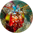 Lena Middlemiss profile picture